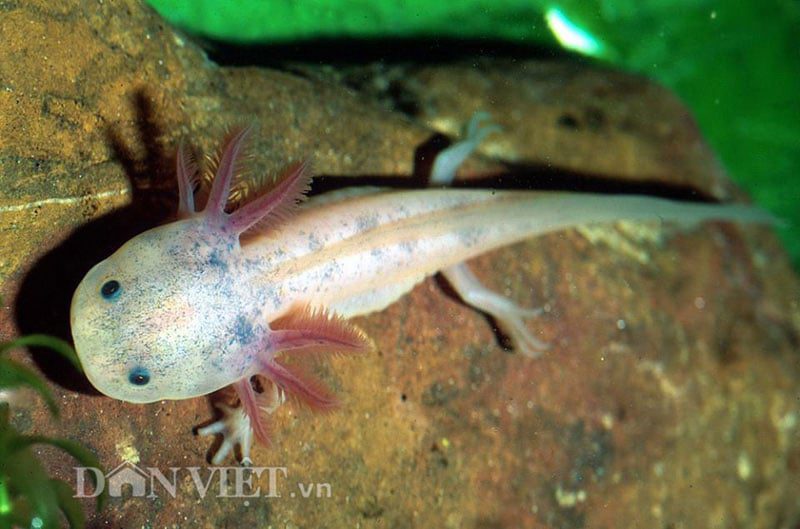 Cá khủng long 6 sừng – 9 manh mối khoa học khiến cả ngành cổ sinh học lạnh sống lưng