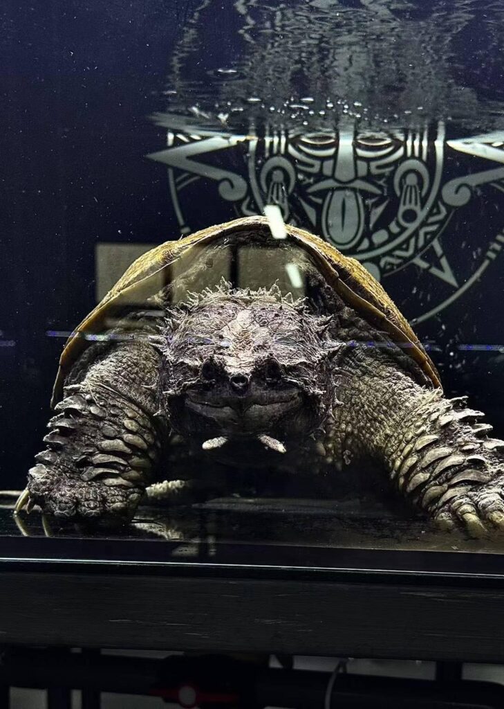 Rùa cá sấu uy nghiêm