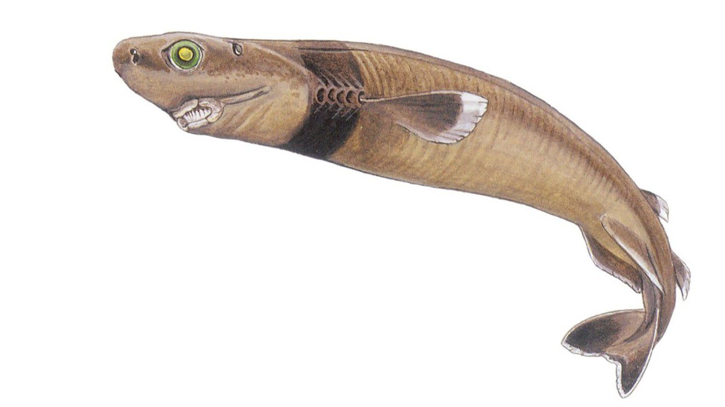 Bí ẩn đại dương thời tiền sử: Sinh vật cổ đại còn sống đến ngày nay