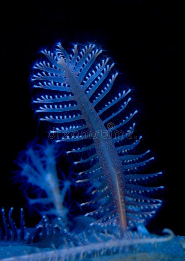 4 bí ẩn ánh sáng sinh học dưới biển sâu – Khám phá bí ẩn đại dương