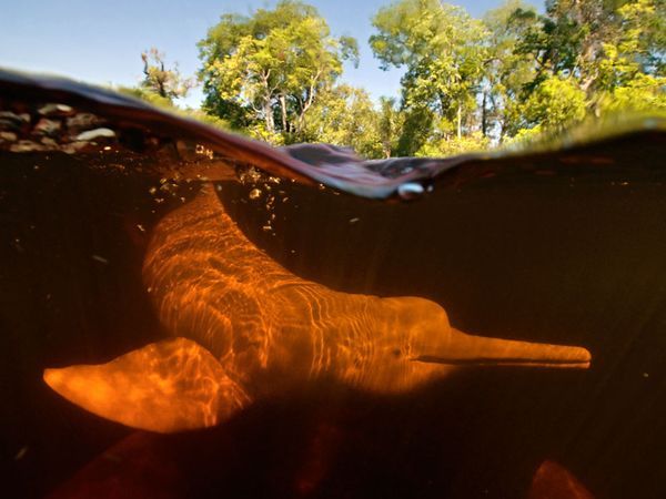 Sinh Vật Bí Ẩn Amazon: 5 Sinh Vật Khổng Lồ Dưới Lòng Sông Amazon