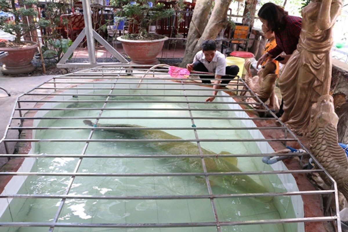 Cá hải tượng Việt Nam: Loài cá quý tộc của giới đại gia