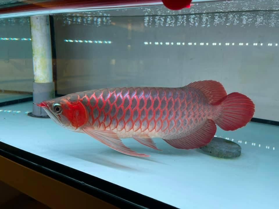 Cá Rồng Huyền Thoại Dưới Nước và Các Loài Cá Rồng Đáng Kinh Ngạc