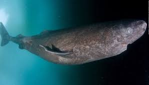 Khám phá bí ẩn đại dương: Cá mập Greenland – Loài cá mập sống lâu nhất hành tinh