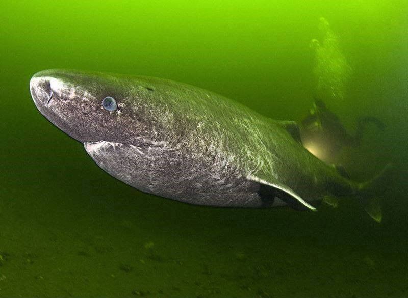Greenland Shark
